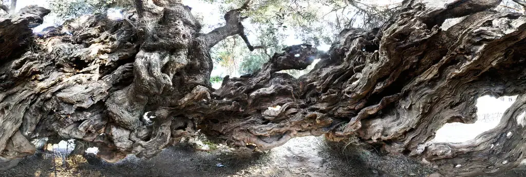 Ancient Olive Tree of Vouves Tour