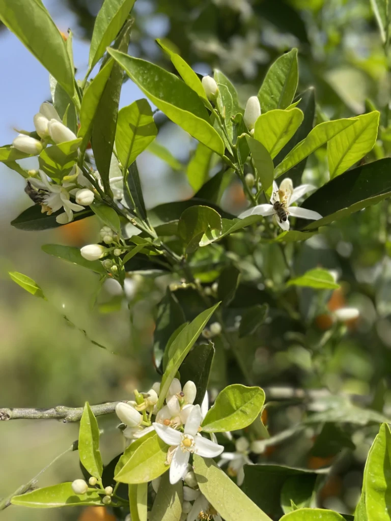 Easter in the Countyside 