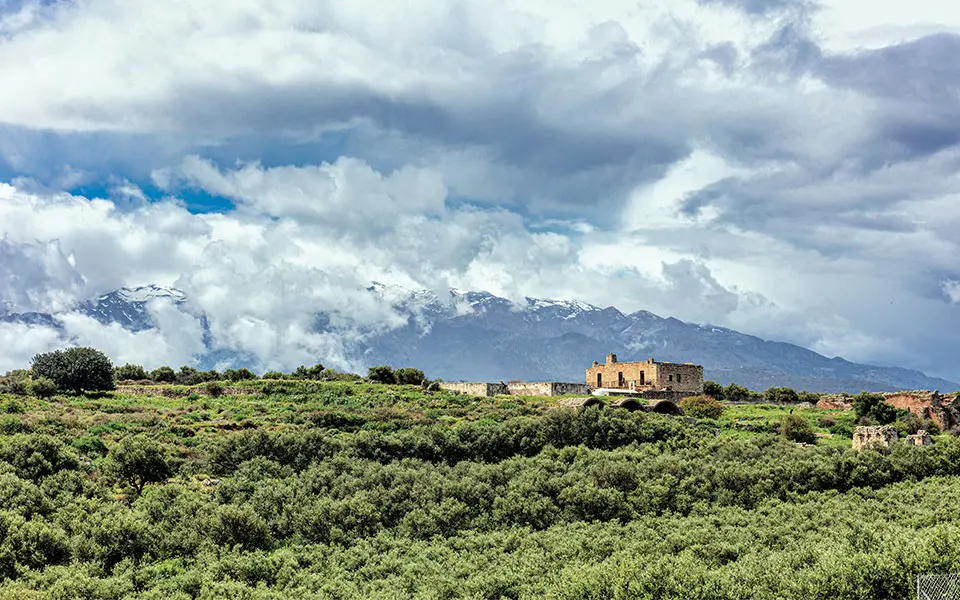 aptera in olive trees