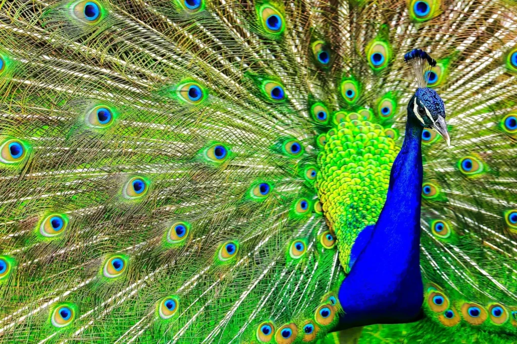 animals in botanical park of crete