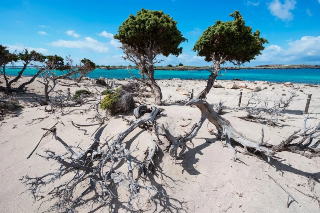 juniper landscape elafonisi