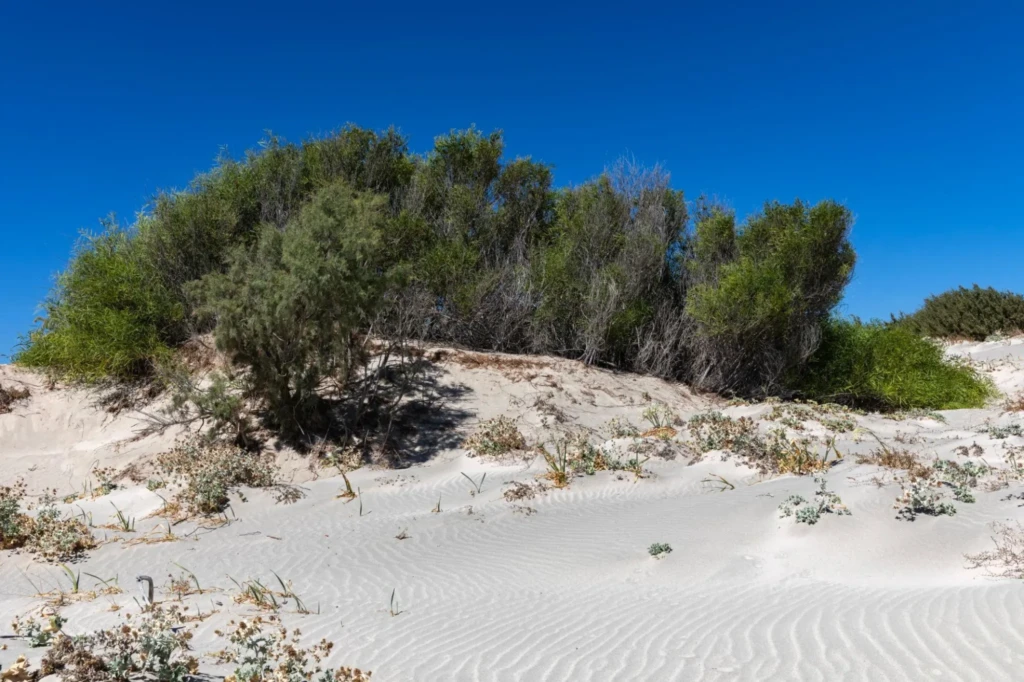 jupiters at elafonisi beach