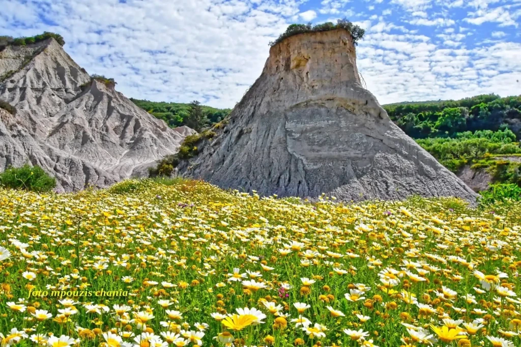 komolithi flowers bloom