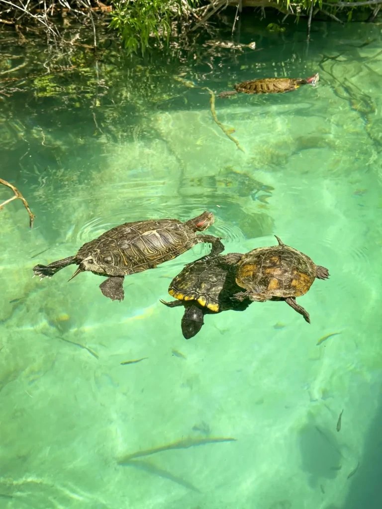 kournas-lake-nature-turtles
