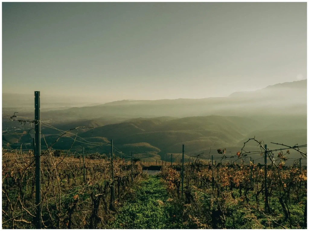 manousakis winery grapeyards