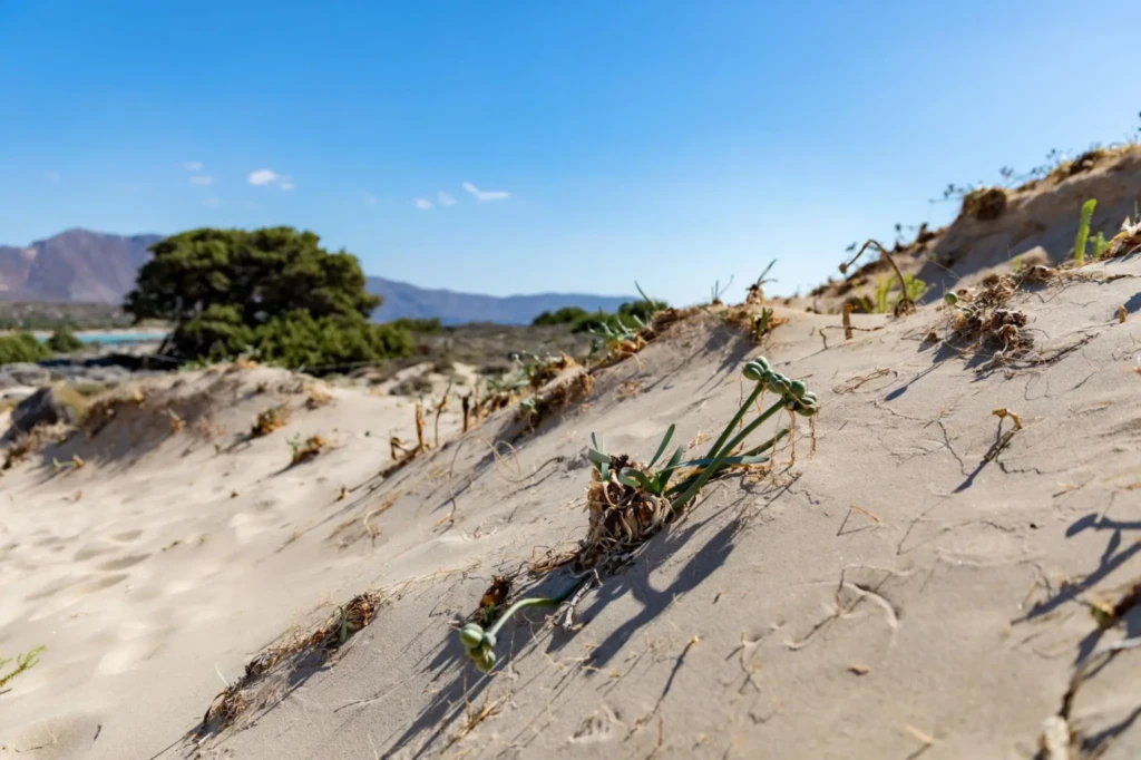 sea daffodils elafonissi