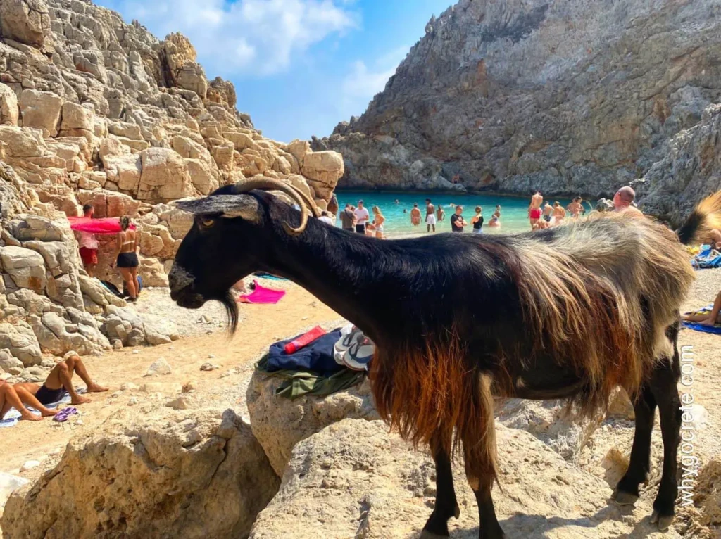 seitan-limania-beach-famous-goat