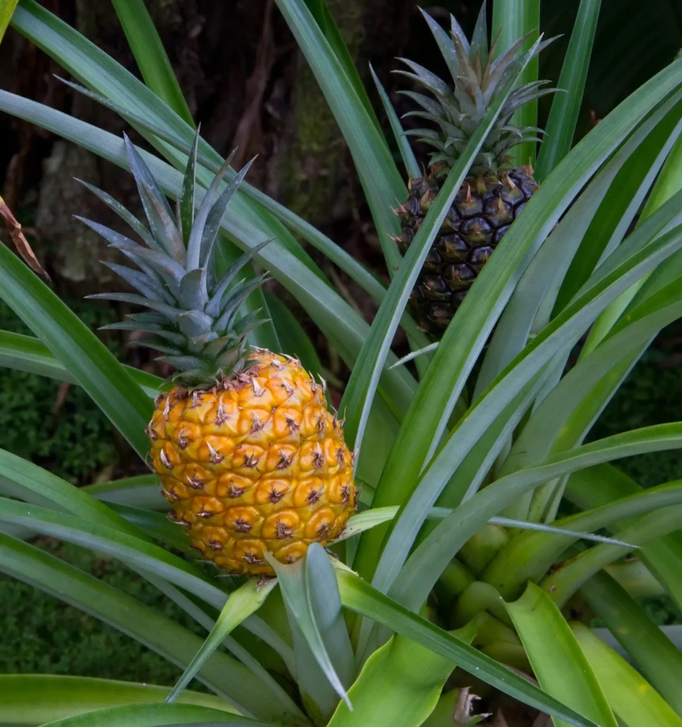 ANANAS-COMOSUS