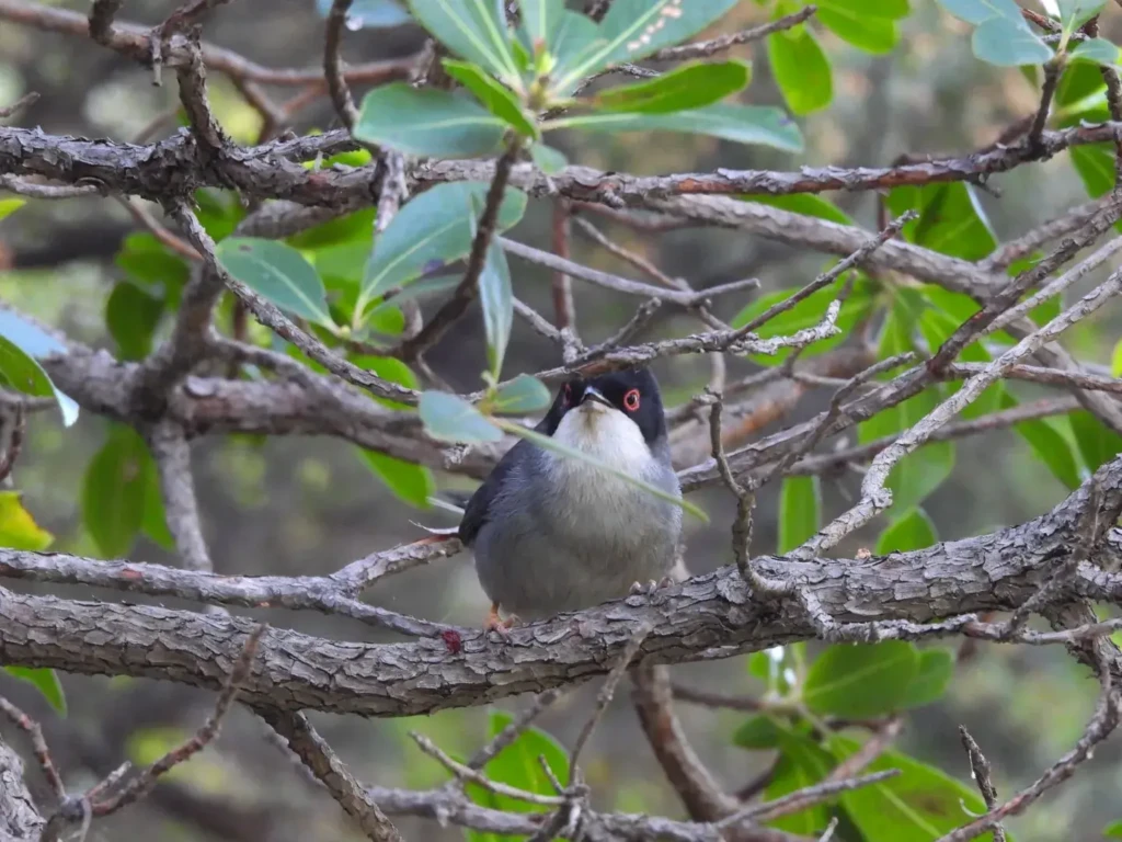 wild birds