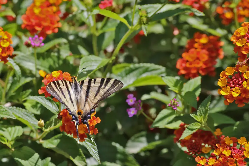 butterflies