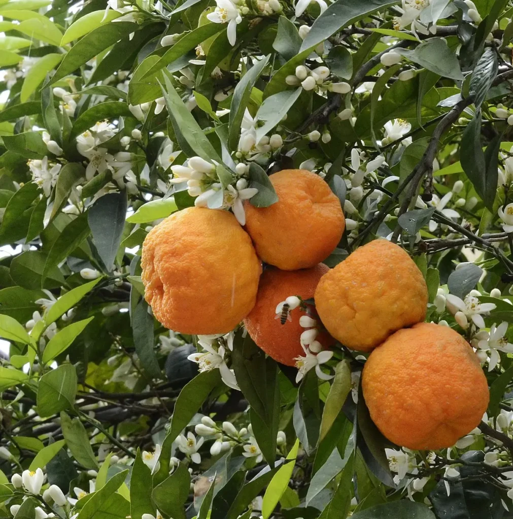 CITRUS-x-AURANTIUM