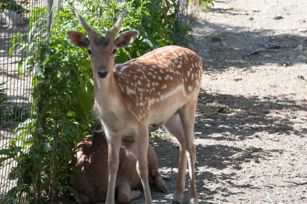 fauna
