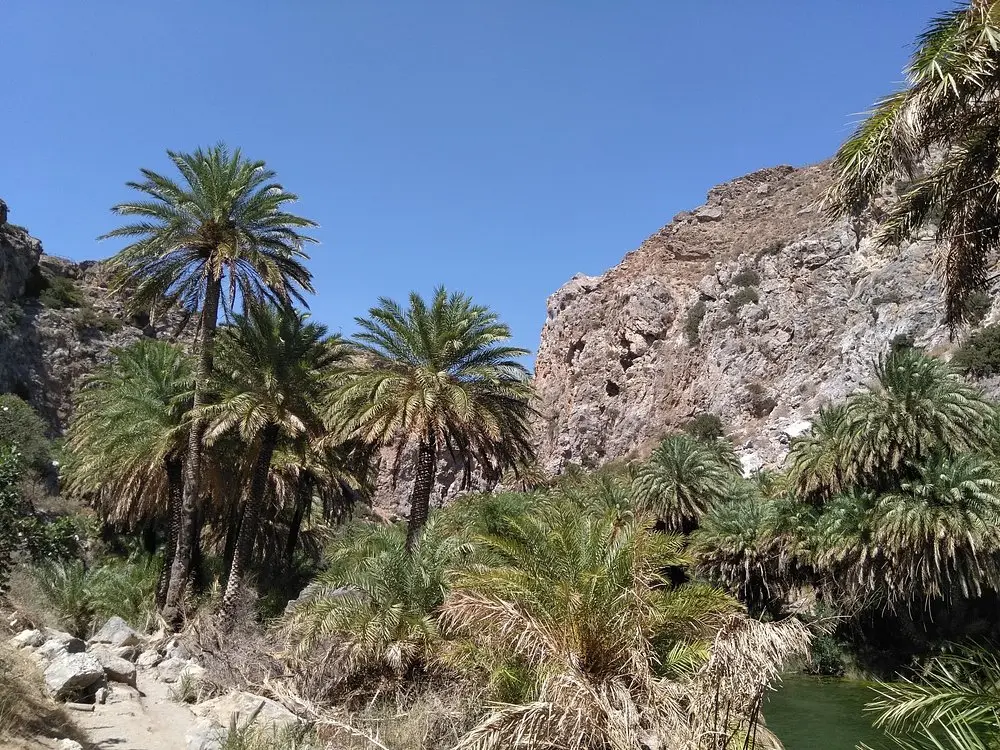 palm trees in kourtaliotiko gorge
