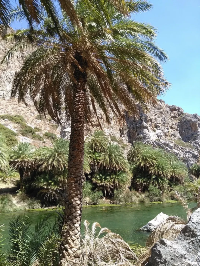 palm trees in kourtaliotiko gorge