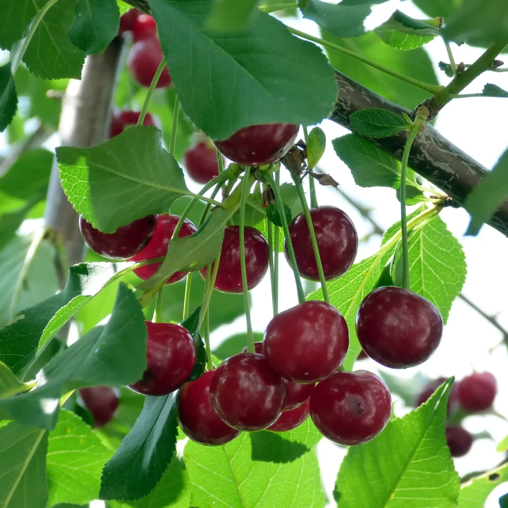 PRUNUS-CERASUS-VULGARIS