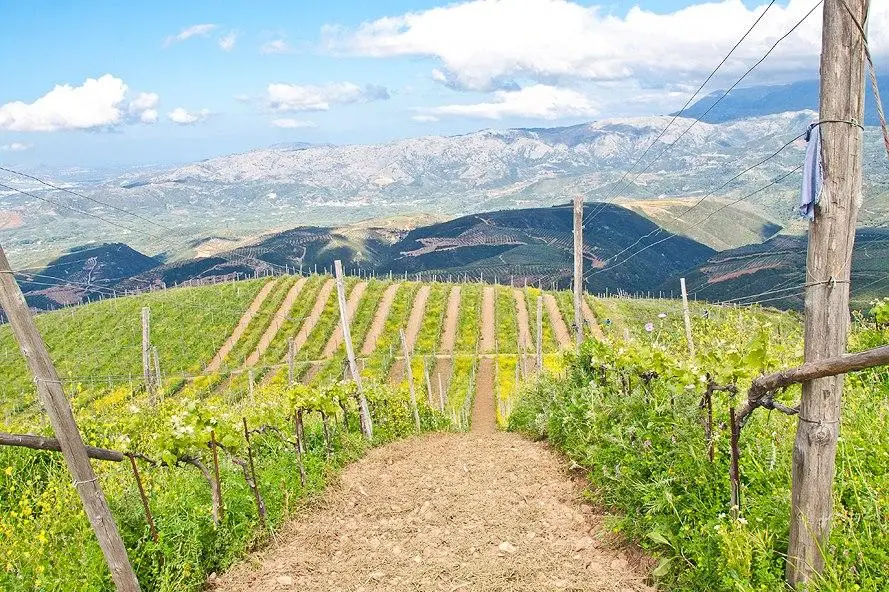 manousakis grapeyards