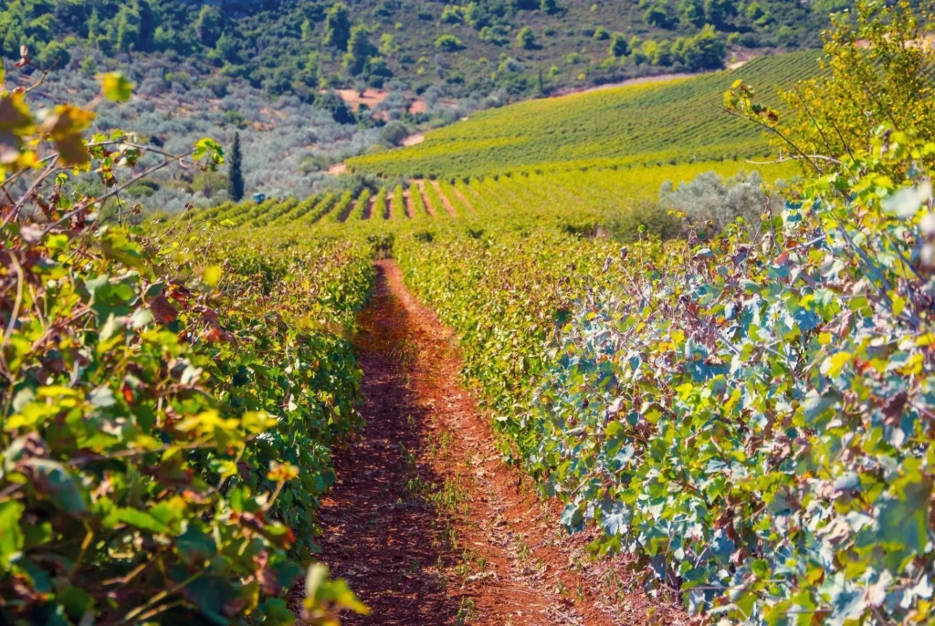 manousakis winery_4