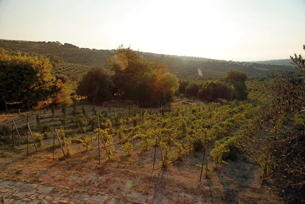 manousakis winery_3