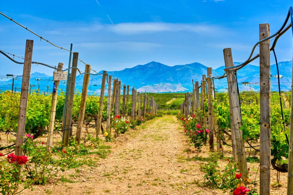 manousakis winery_2