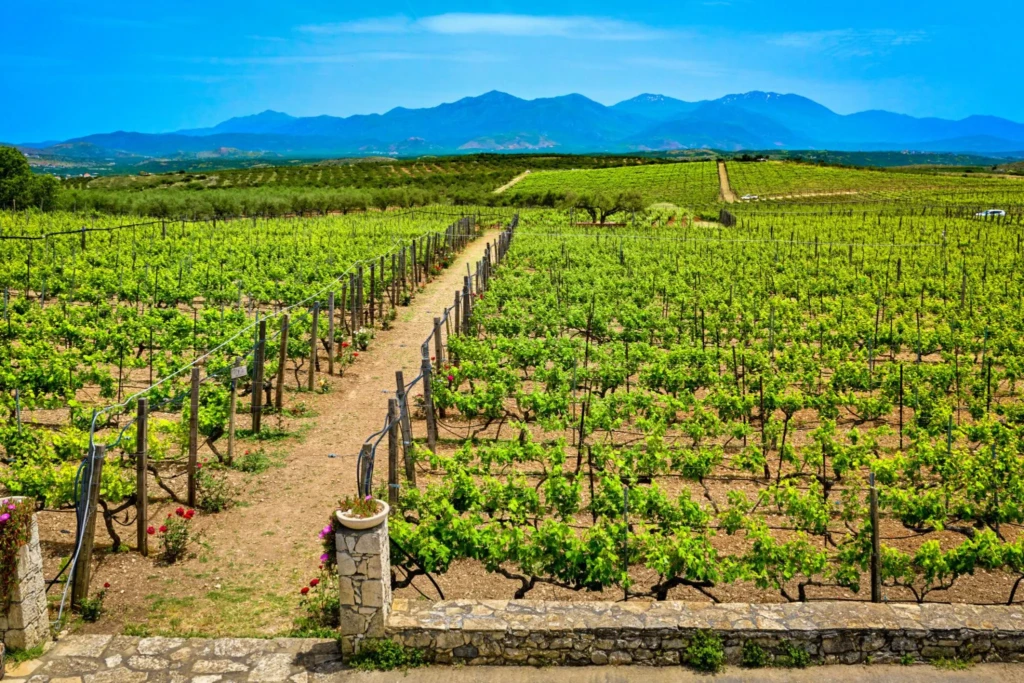manousakis winery 4