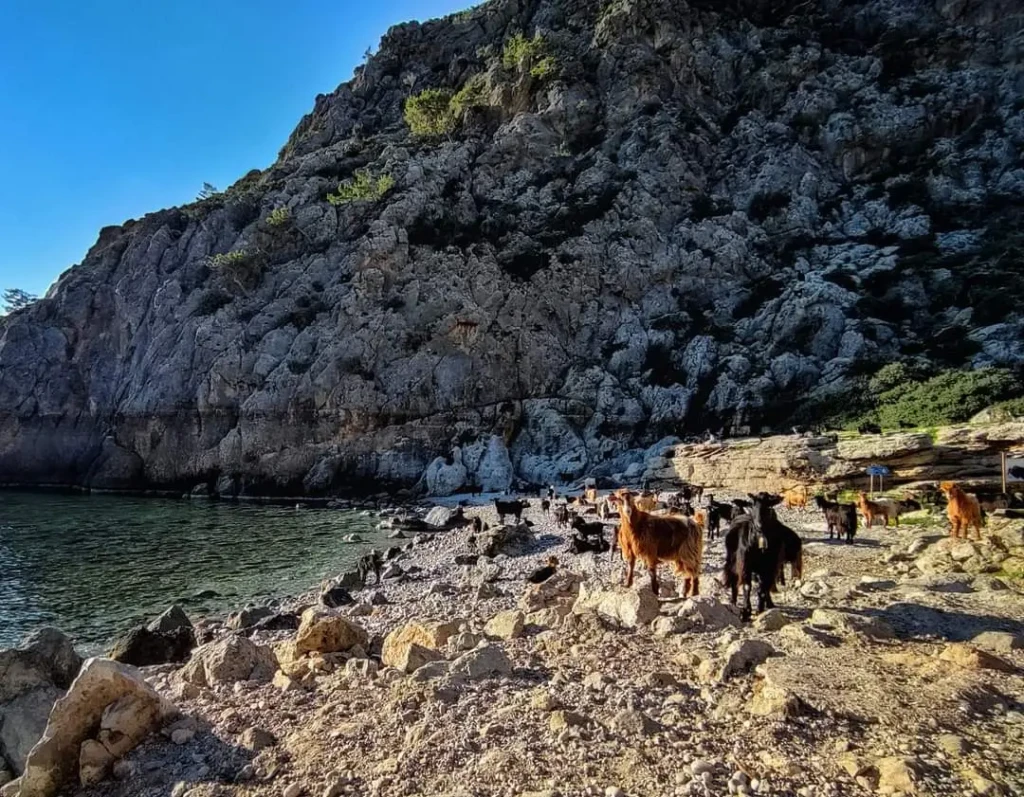 goats at the exit of the gorge