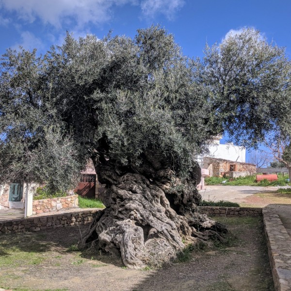 Ancient Olive Tree of Vouves Tour